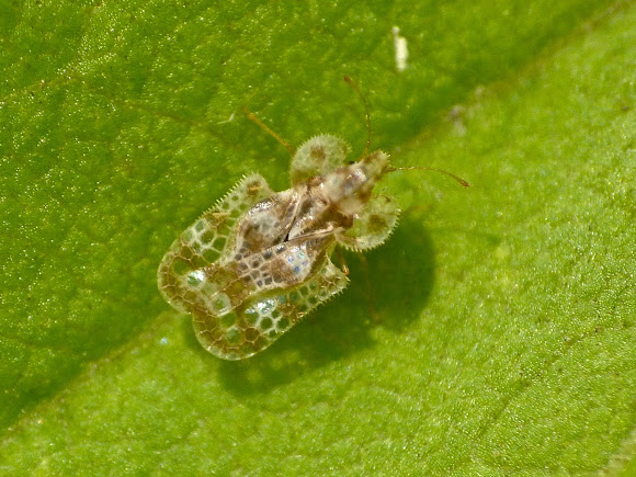 Spotting Image 1