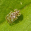 Chrysanthemum lace bug