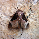 Skiff moth