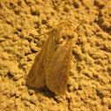 Milkweed Tiger Moth