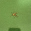 Unknown spotting