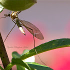 Giant Crane Fly
