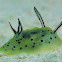 Halgerda brunneomaculata