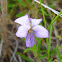 tree violet