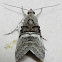 Maple Webworm Moth