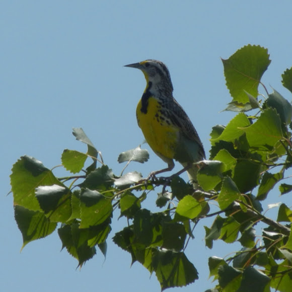 Spotting Image 1