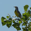 Western Meadowlark