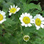 Feverfew