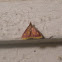 Mint-Loving Pyrausta