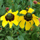 Clasping coneflower