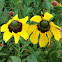 Clasping coneflower