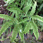 Forked fern
