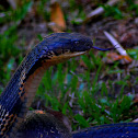 king cobra