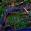 king cobra