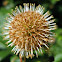 Common Buttonbush