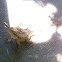 Water Dragon