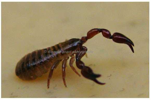 Spotting Image 1