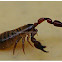 Pseudoscorpion