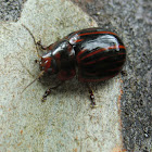 Paropsisterna octolineata