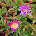 pigface