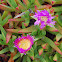 pigface
