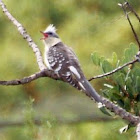 Great Spotted Cuckoo