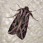 Olive Green Cutworm