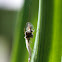 Gewone dansmug (Chironomus plumosus)