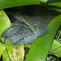 Hog-nosed Viper