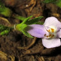 Japanese Mazus