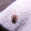 Tick