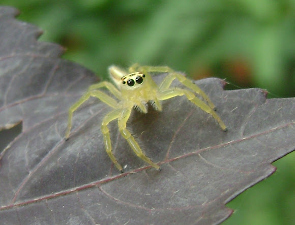Spotting Image 1