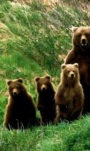 How to download Bears wallpaper 1.0 unlimited apk for android