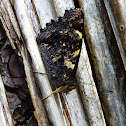New Zealand Red Admiral