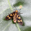 Orange-headed Wasp Moth