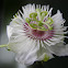 Passiflora