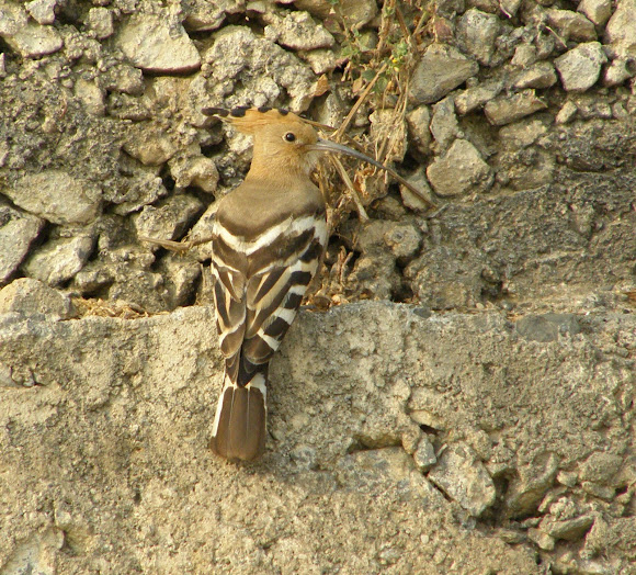 Spotting Image 1
