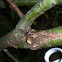Yellow Spotted Millipede