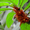 Columnea