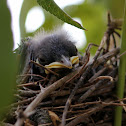 Northern Mockingbird