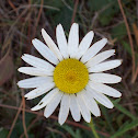 Ox-eye daisy