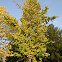 Maidenhair Tree