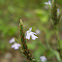 Elytraria