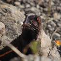 Mink