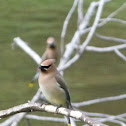 Cedar Waxwing