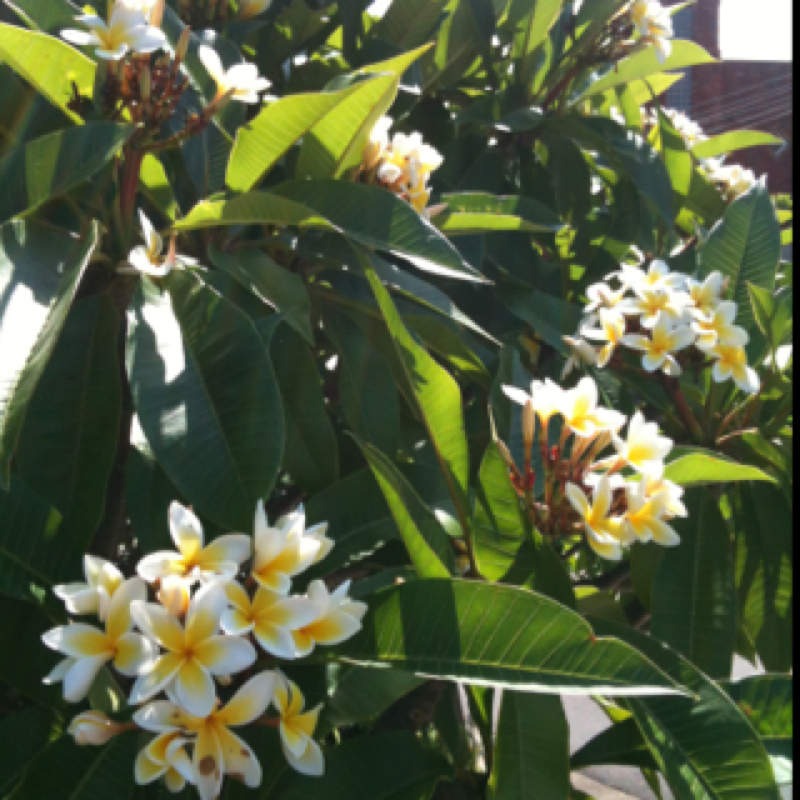 Frangipani