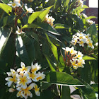Frangipani