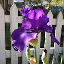 Purple iris
