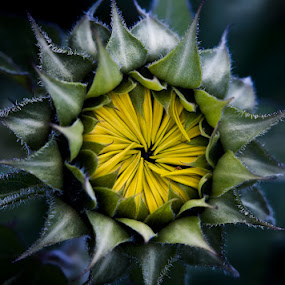 Sunflower Sunrise by Lynn Wiezycki - Nature Up Close Flowers ( helianthus annuus, petals, sunflower, yellow, bud, flower )