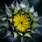 20120225KerbysNursery-85.jpg